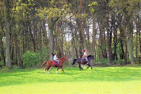 Over paarden en stallen - Meeuwen-Gruitrode