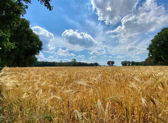 'Over 't malse korenveld...' - Pelt