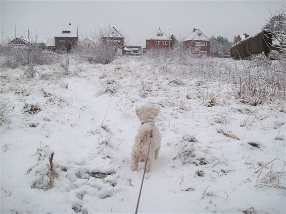 Overal sneeuw vandaag - Lommel
