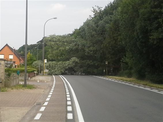 Overstekend groen op de Sint-Antoniusweg - Neerpelt