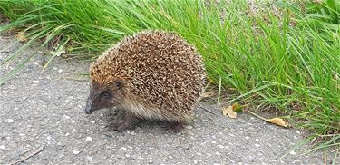 Overstekend wild... - Pelt