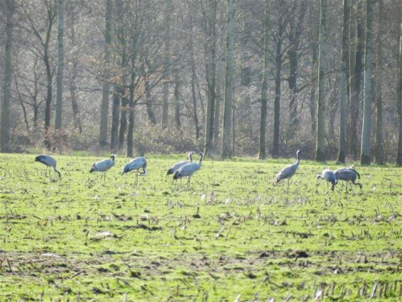 Rustende kraanvogels - Lommel