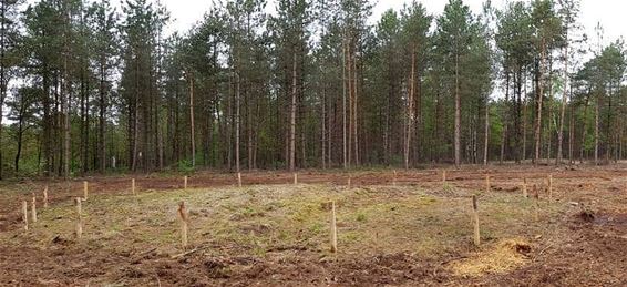 Paalkransen rond grafheuvels gereconstrueerd - Bocholt