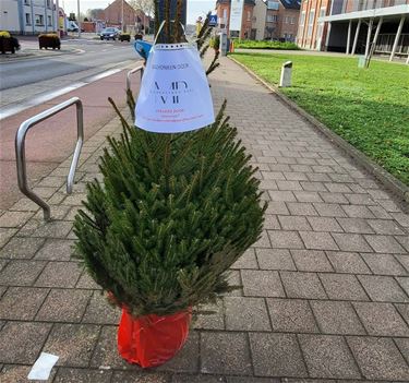 Paalse middenstand zoekt kerstboomversierders - Beringen