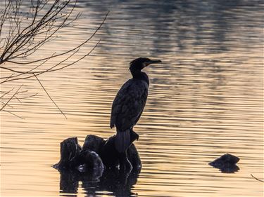 Paalse Plas - Beringen