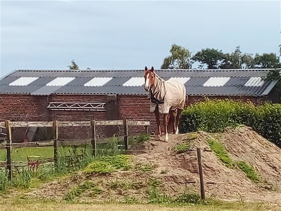 Paard met uitzicht - Peer