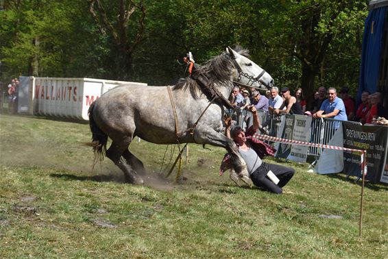 Paard slaat op hol en gaat door publiek - Beringen