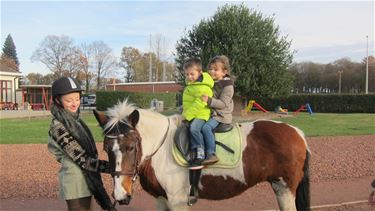 Paarden en pony op bezoek in het Mozaïek - Beringen