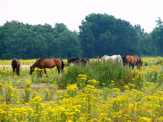 Paarden in een oase van geel - Neerpelt