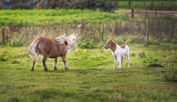 Pony's in Kattenbos - Lommel