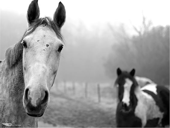 Paarden kunnen er tegen - Lommel