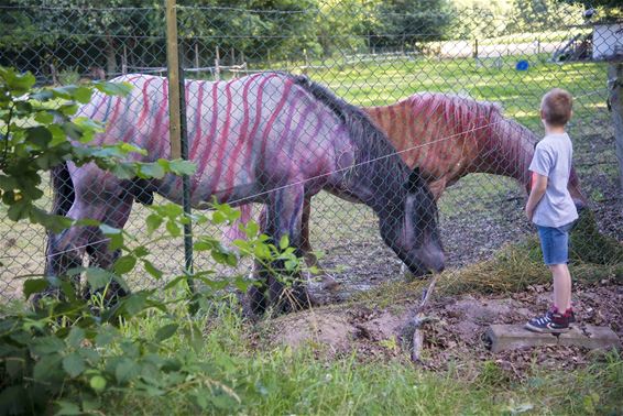 Paarden met strepen - Lommel