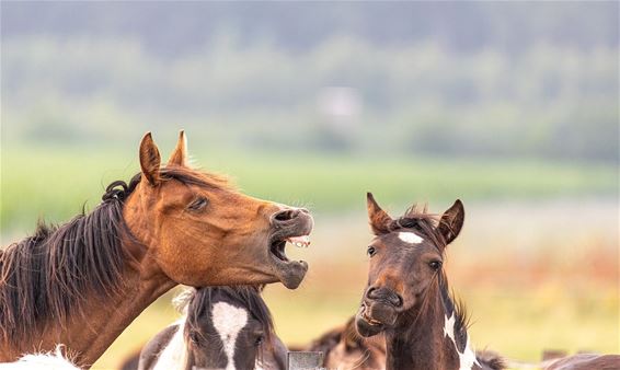 Paarden onder elkaar