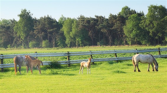 Paarden op Kerkhoven - Lommel
