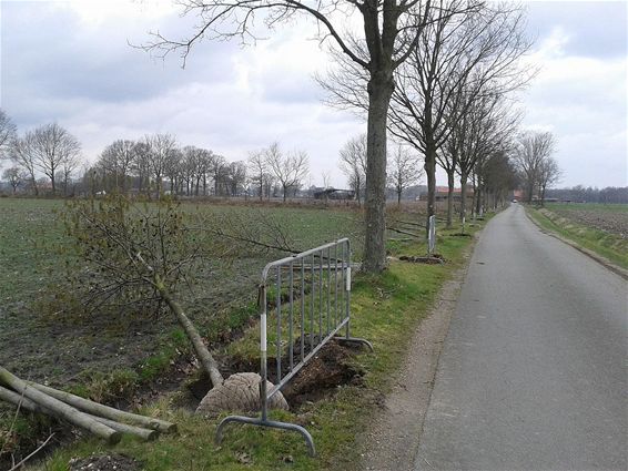 Paarden vergiftigd door esdoornzaadjes - Peer