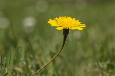 Paardenbloem (Taraxacum Officinale) - Beringen