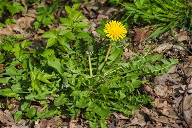 Paardenbloem (Taraxacum Officinalis) - Beringen