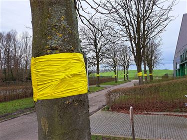 Paardenkastanjemineermot ecologisch bestreden - Tongeren