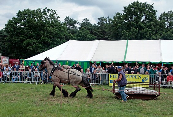 Paardenkracht op Hennemeeuwis - Neerpelt