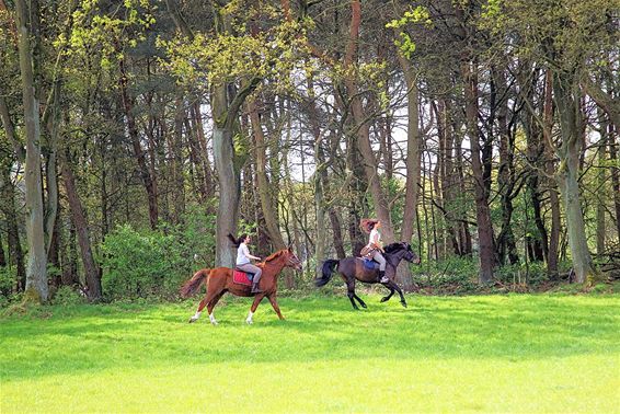 Paardrijden in de Sahara - Lommel