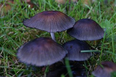 Paarse paddenstoelen - Overpelt