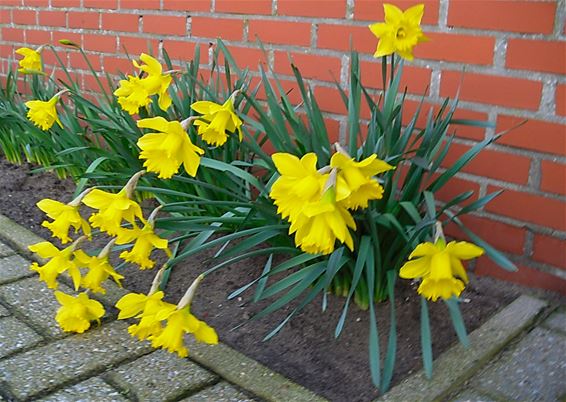 Paasbloemen in februari - Lommel