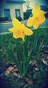 Paasbloemen op de Ring - Overpelt