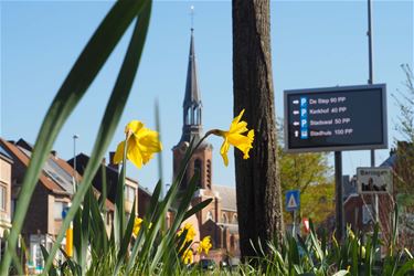 Paasklokjes bloeien - Beringen