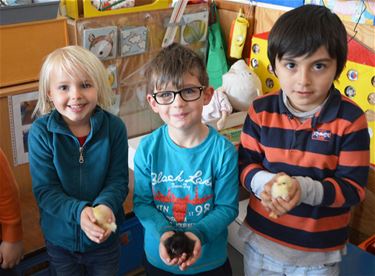 Paaskuikentjes in Mozaïek Beringen-Mijn - Beringen