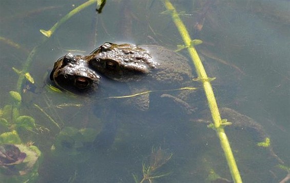 Paddenliefde bestaat ook - Overpelt