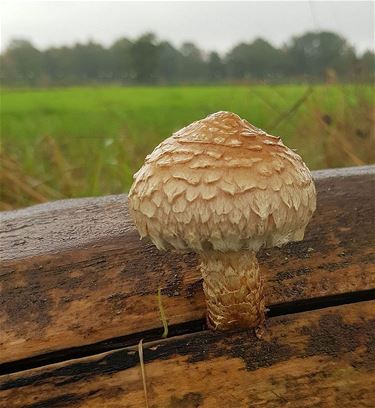 Paddenstoelen (2) - Pelt