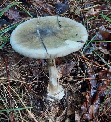 Paddenstoelen (3) - Pelt