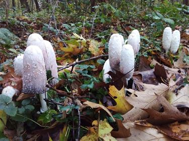 Paddenstoelen (6): de geschubde inktzwam - Pelt