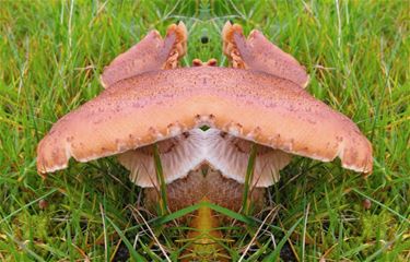 Paddenstoelen (7): de prachtvlamhoed - Pelt