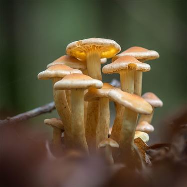 Paddenstoelen en kabouters? - Lommel
