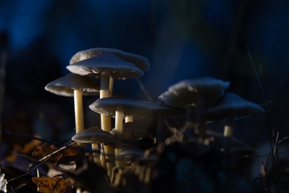 Paddenstoelen in de Sahara - Lommel