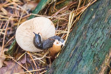 Paddenstoelen smullen - Beringen