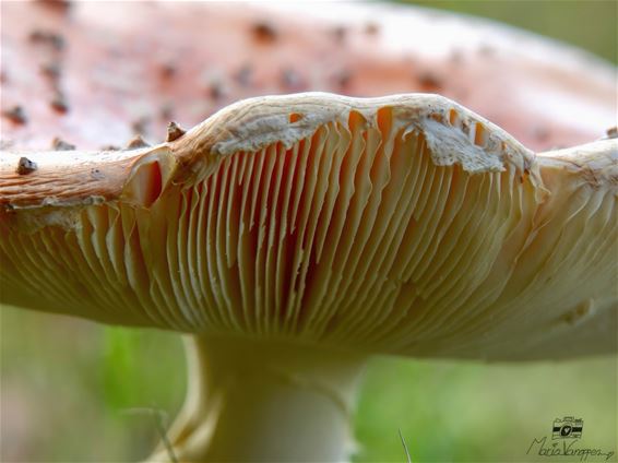 Paddenstoelen zijn echte herfstjuweeltjes - Lommel
