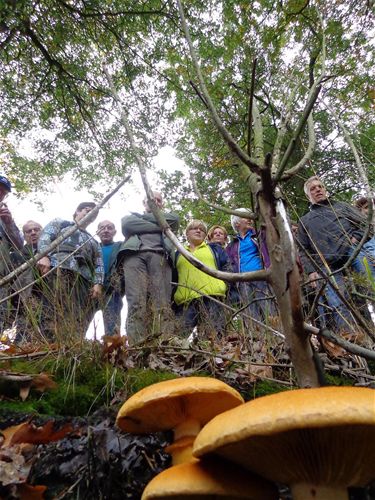 Paddenstoelen zoeken met Pasar - Hamont-Achel