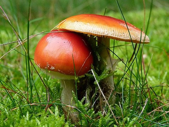 'Paddenstoelenliefde' in het bos - Peer