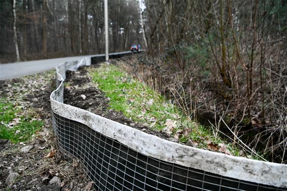 Paddentrek in de Steenstortstraat - Beringen