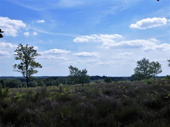 Palarte schildert de Venusberg - Beringen