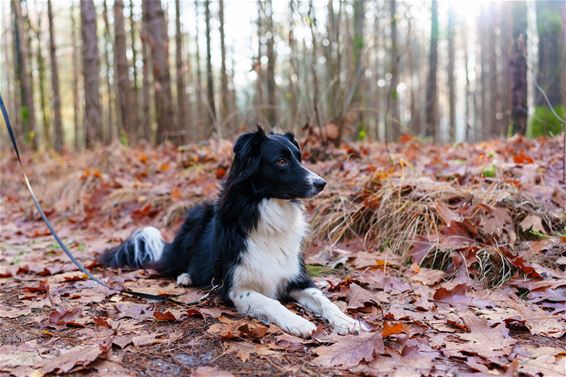 Pareltjes op de Vlinderwandeling in Kattenbos - Lommel