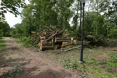 Park van directeur gesloten - Beringen