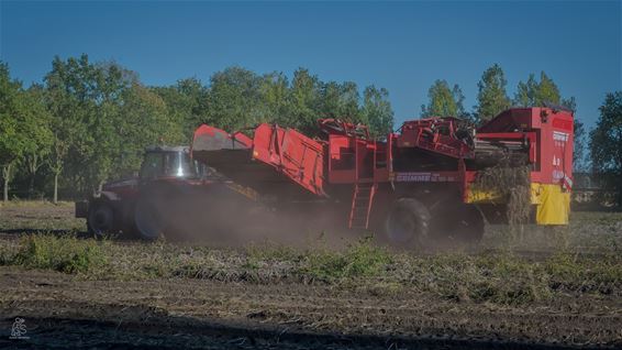 Patatten patatten - Pelt