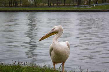 Pelikaan naar Natuurhulpcentrum - Beringen