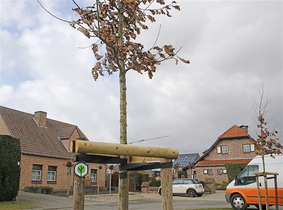 Pelt plant klimaatbomen - Pelt