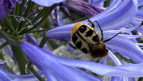 Penseelkever gespot op Agapanthus - Pelt
