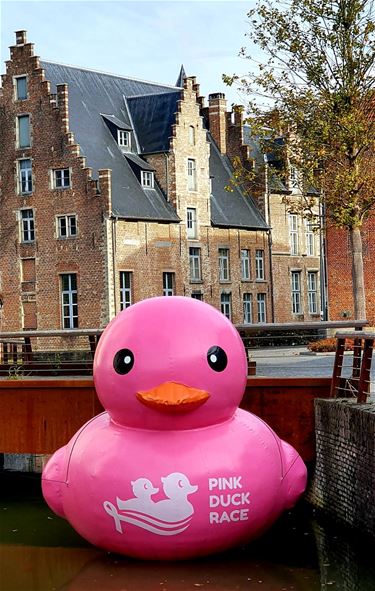 Pink Duck Race in Diest - Beringen