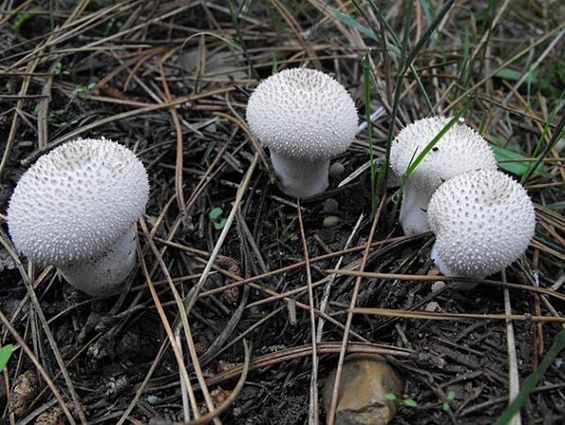 Pinnenkopjes in het zand - Hechtel-Eksel